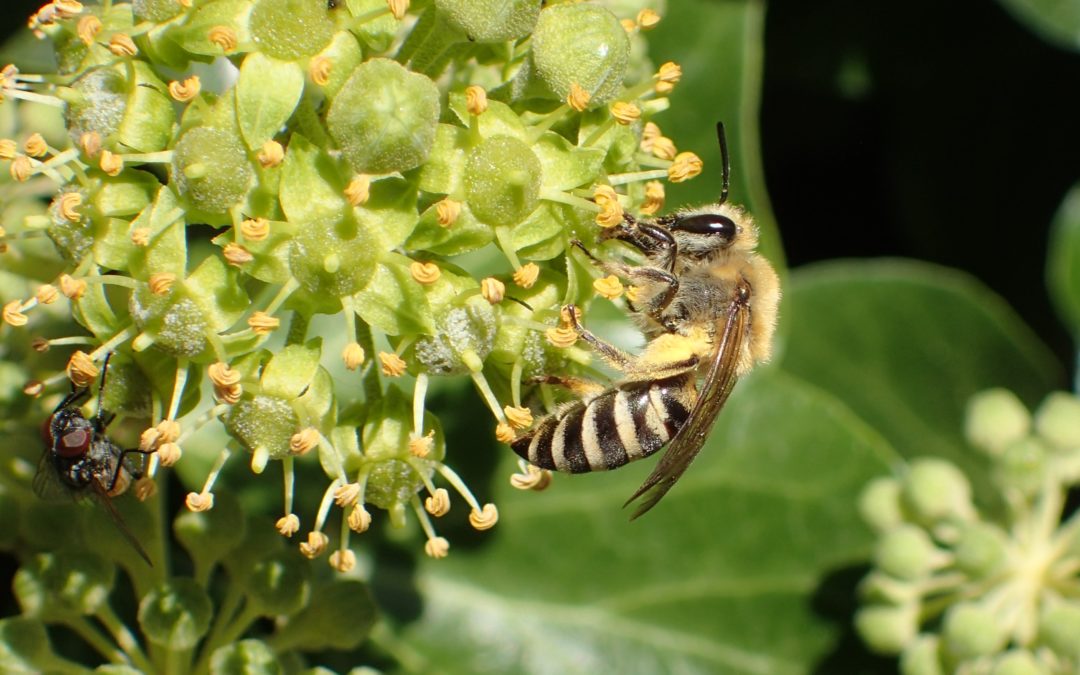 Groene Cirkel Bijenlandschap