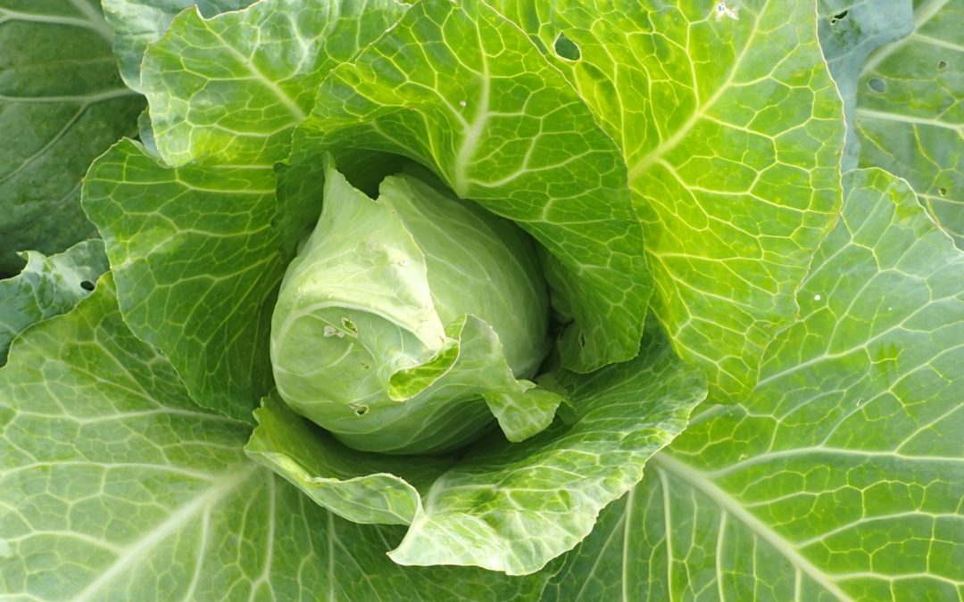 Teelt- en bemestingsadvies nieuwe bio-groentetuin