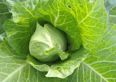 Teelt- en bemestingsadvies nieuwe bio-groentetuin