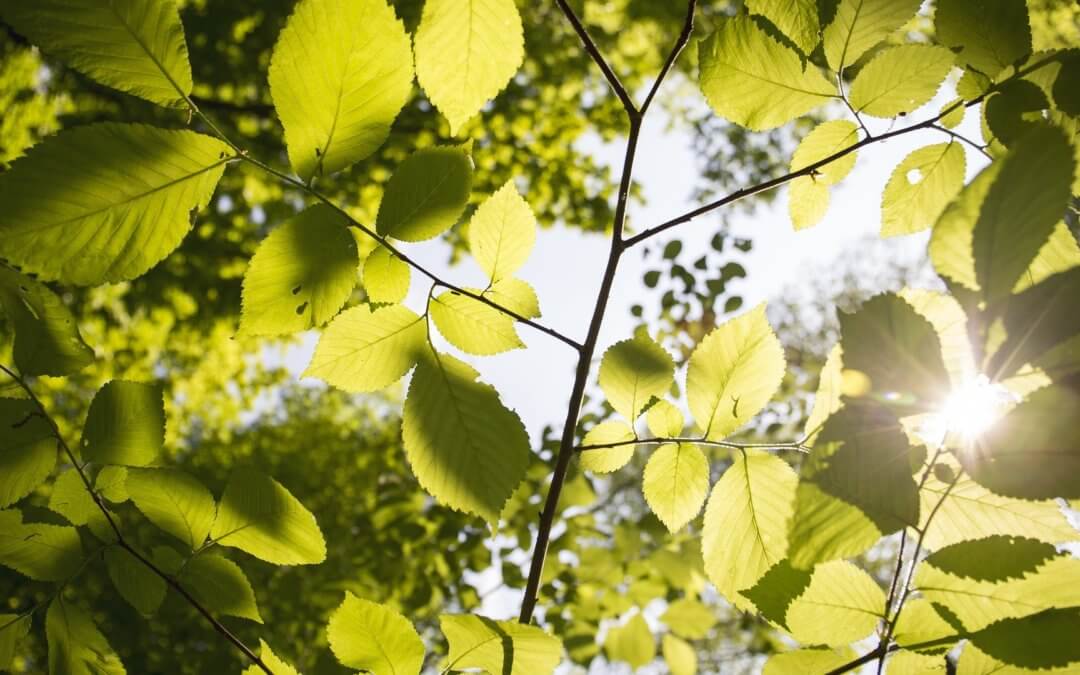 Plantengroei en zonneschijn hebben een relatie