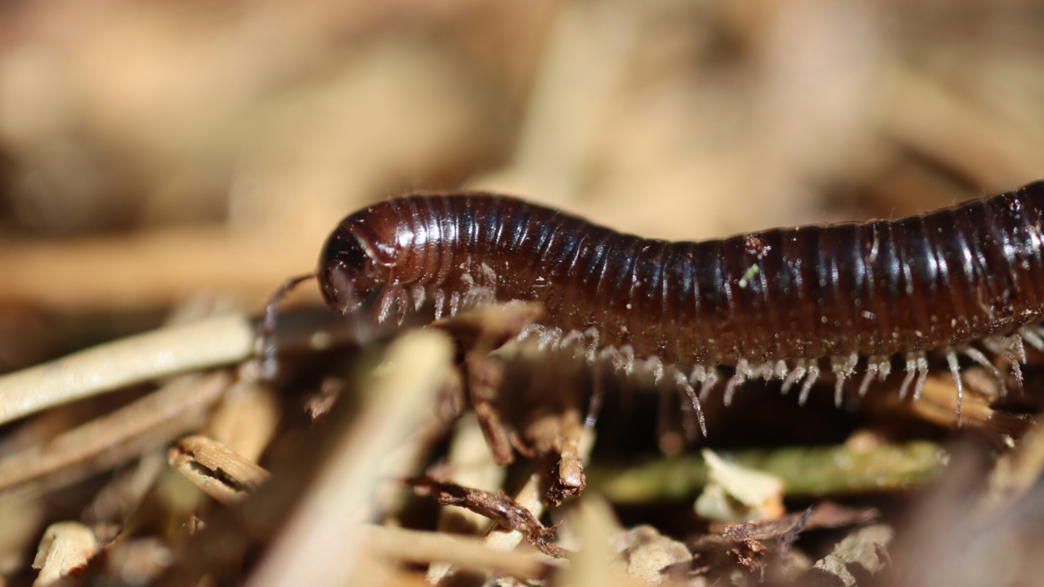 centipede-5006363